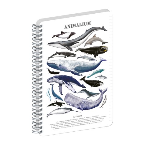 NOTIQUE Špirálový blok Animalium – Pod morom, linajkovaný, A5