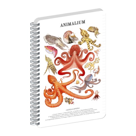NOTIQUE Špirálový blok Animalium – Hlavonožce, linajkovaný, A4